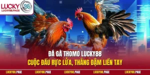 Đá gà Thomo